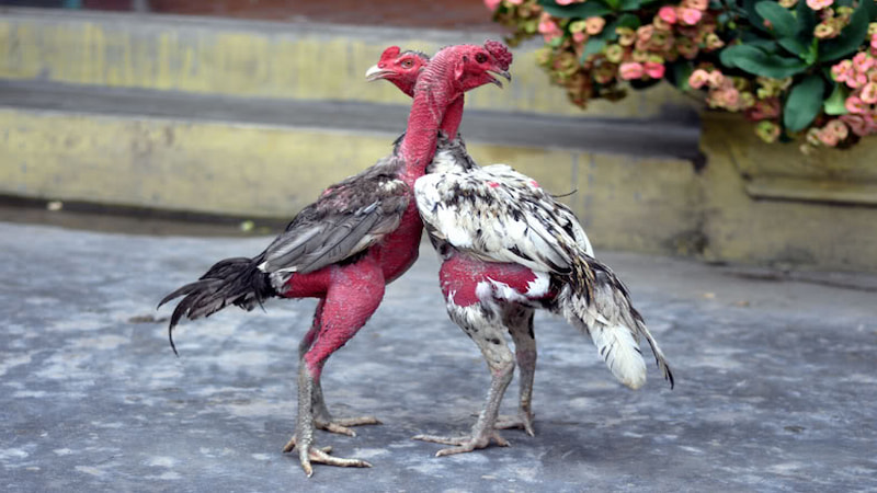 Một số thông tin cơ bản về gà đòn nòi