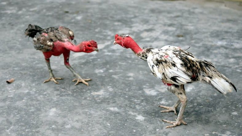 Giá trị thật sự của gà đòn nòi trên đấu trường chuyên nghiệp